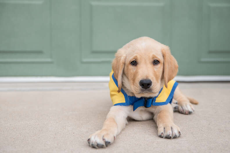 can a teacher have a service dog