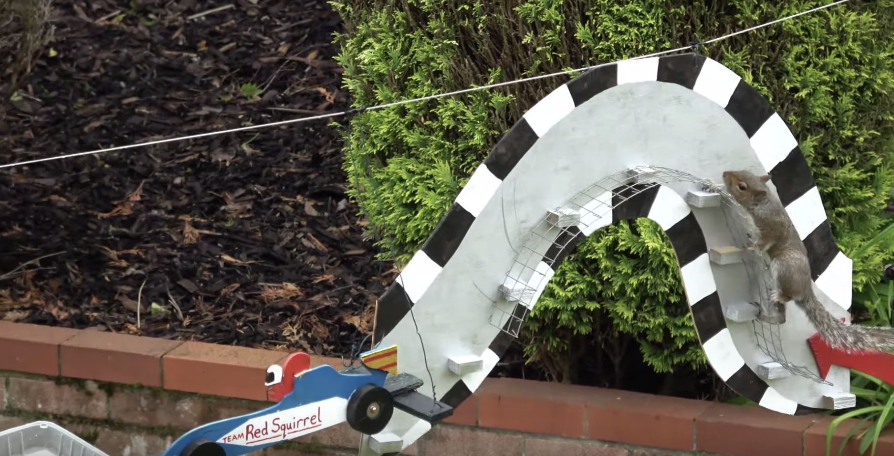 Guy Builds Racetrack For Backyard Squirrels - The Dodo