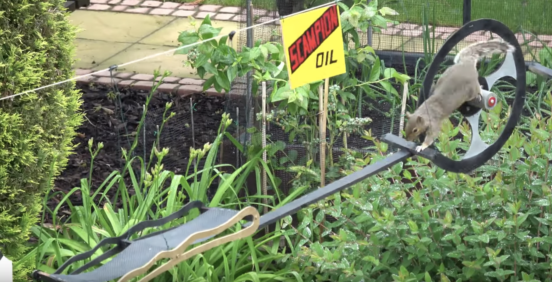 Guy Builds Racetrack For Backyard Squirrels - The Dodo