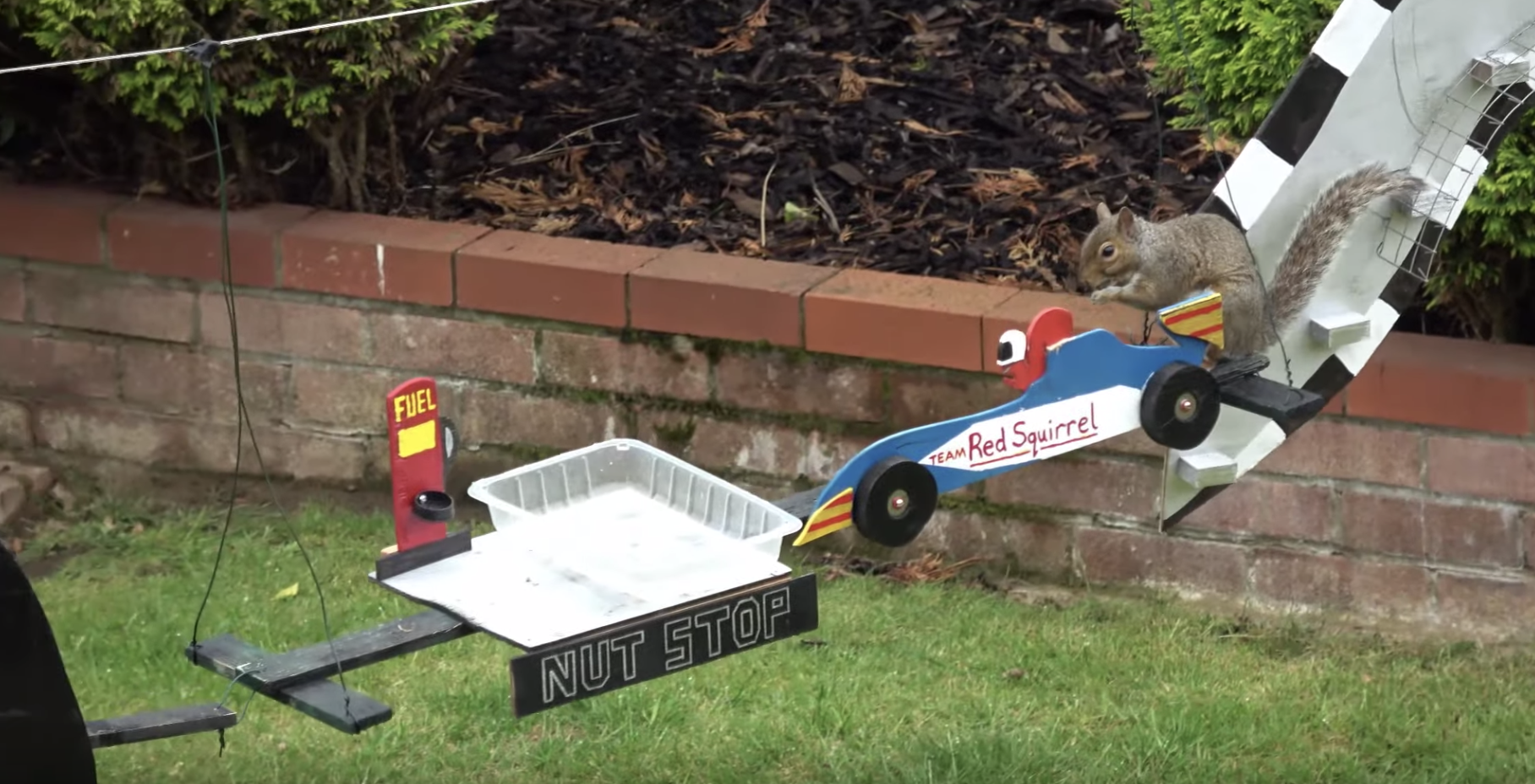 Guy Builds Racetrack For Backyard Squirrels - The Dodo