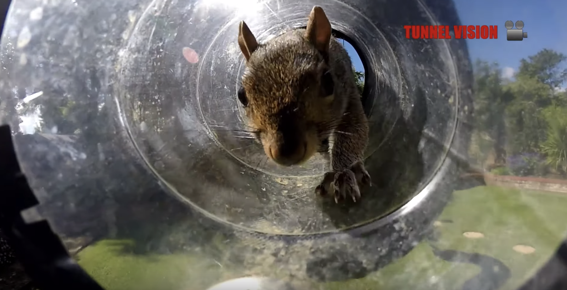Guy Builds Racetrack For Backyard Squirrels - The Dodo