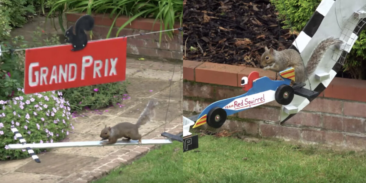 Guy Builds Huge, Incredible Racetracks For Squirrels In His Backyard