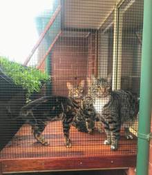 cat patio