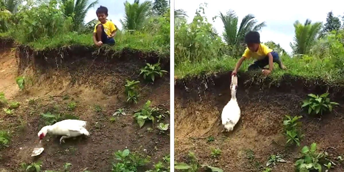 Nice Duck Returns Boy's Flip-Flop That Fell Down A Hill