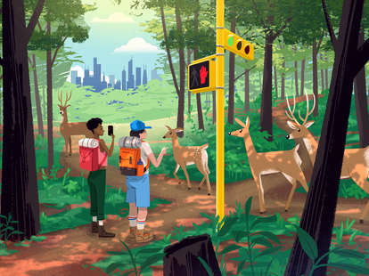 illustration with deer, hikers, trees, and chicago skyline