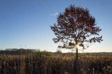 Middlefork Savanna