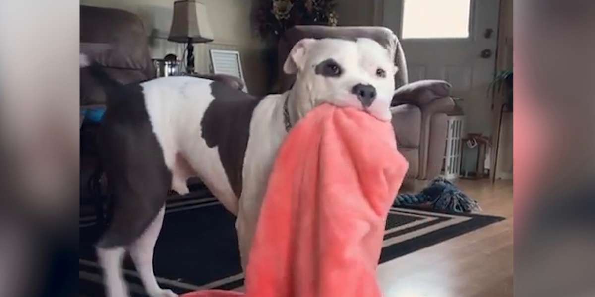 Dogs Who Grab Things When They're Excited Videos The Dodo