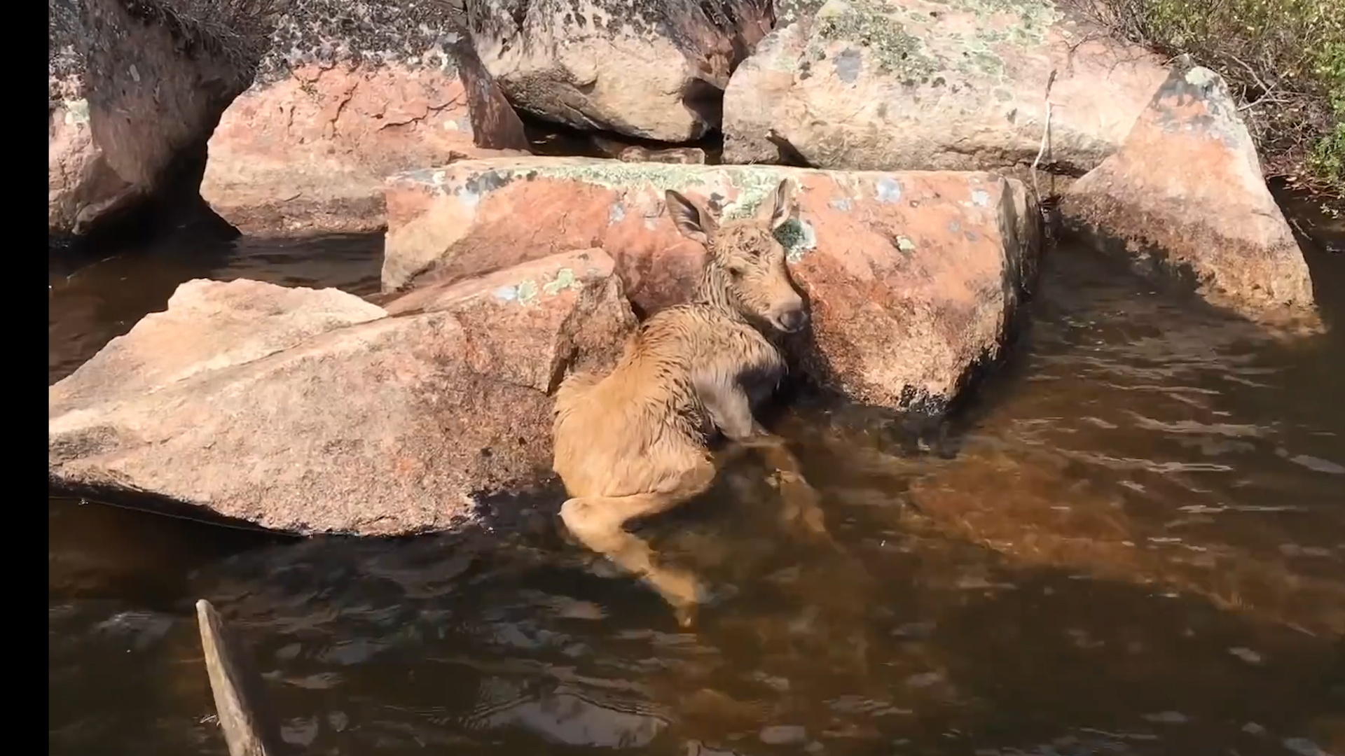 Baby Moose Gets Hoof Stuck Between Two Rocks - Videos - The Dodo