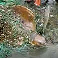 People Find Huge Sea Turtle Stuck In Net