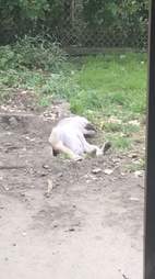dog sleeps in hole