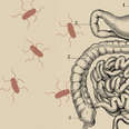 How Typhoid Can Tear Holes In Your Organs