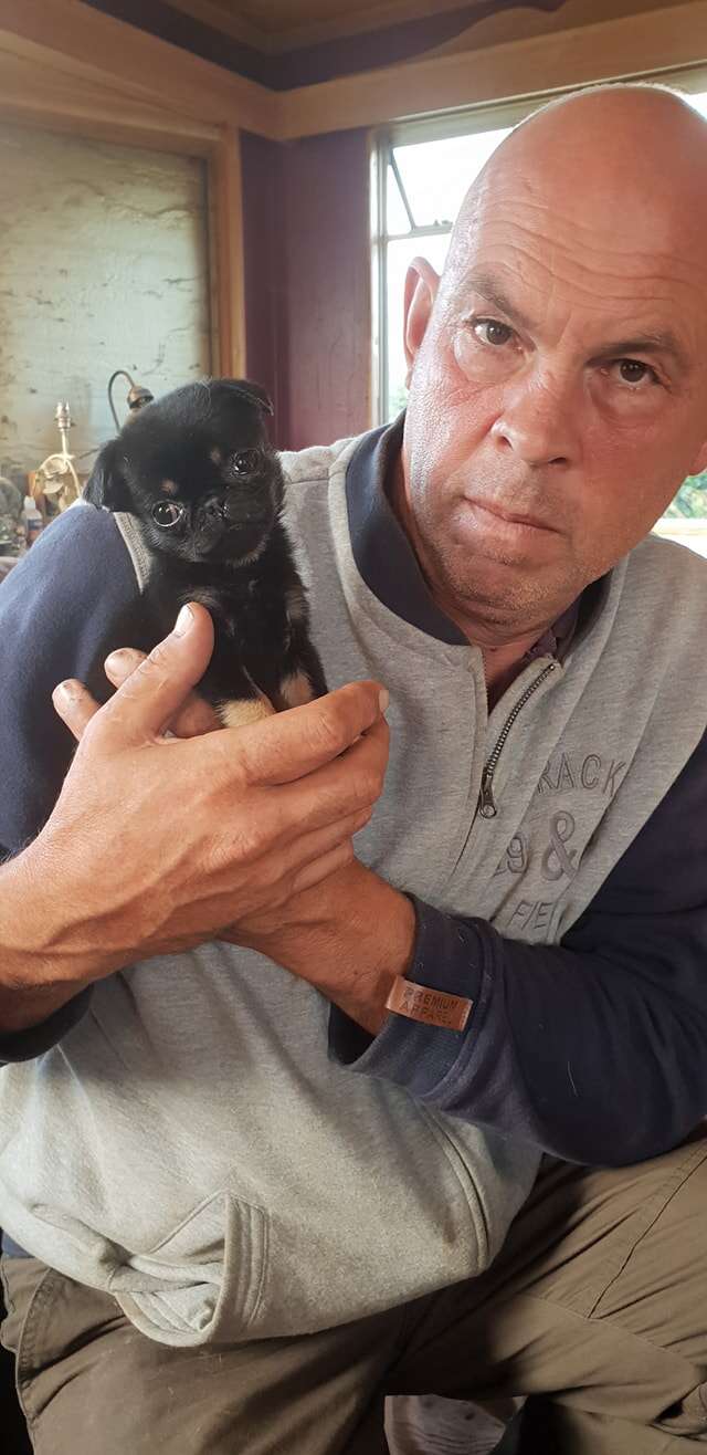 tiny rescue puppy