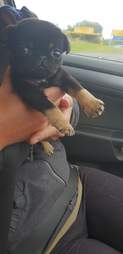 tiny rescue puppy