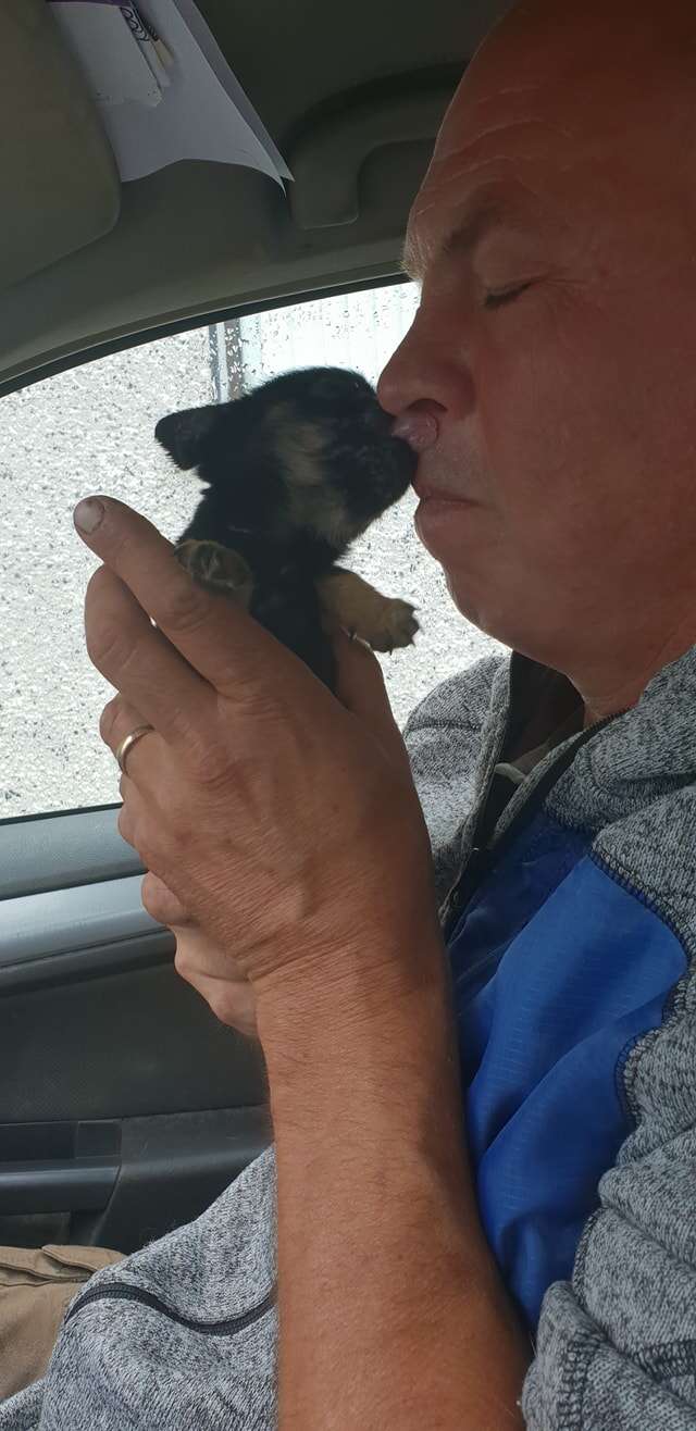 tiny rescue puppy
