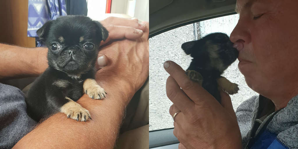 Teeny-Tiny Puppy Found Thrown Away In Plastic Bag On The Ground