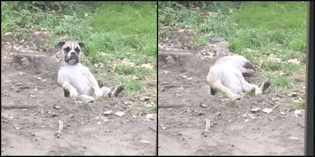 Rescue Dog Digs The Perfect Hole — And Then Promptly Falls Asleep In It