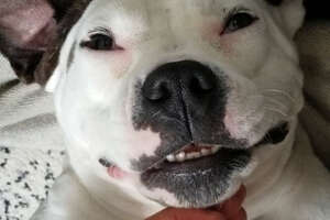 Pittie Who Was Shot Lives Like A Princess Now