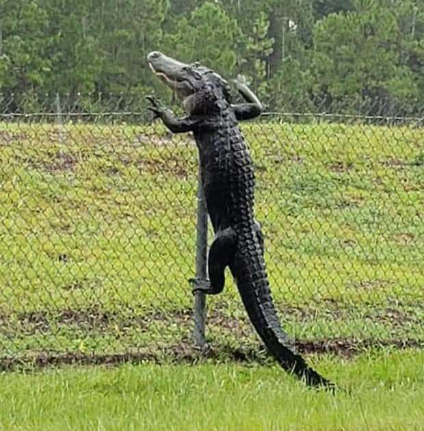 Video Catches Florida Alligator Jumping Over a Fence Thrillist