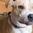 Pittie Pup Returned By Her Adopters Keeps Waiting For A Family To Love Her