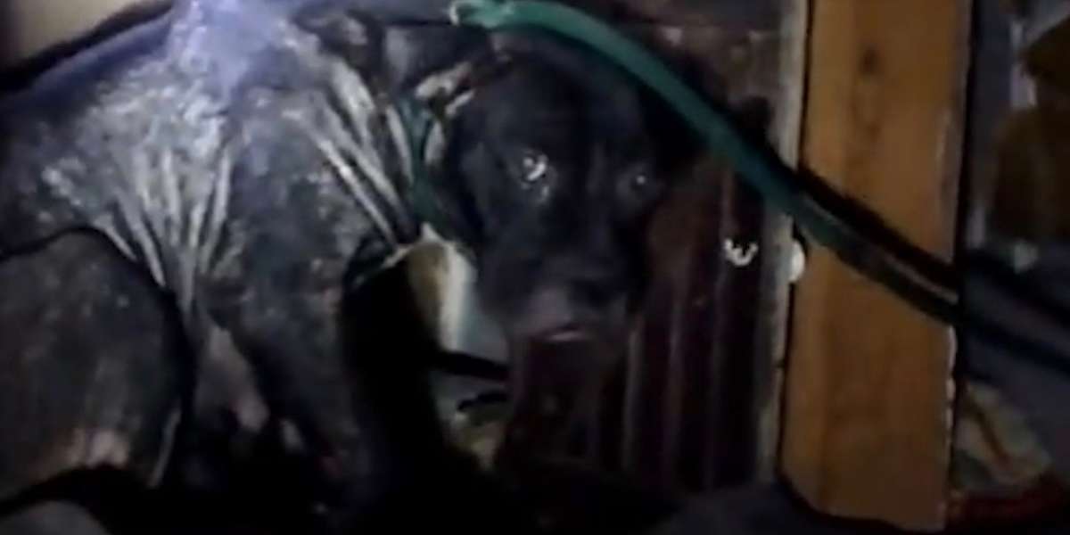 Mama Dog Cries Out For Someone To Rescue Her Babies - Videos - The Dodo