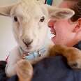 Cuddly Baby Lamb Thinks He’s A Puppy