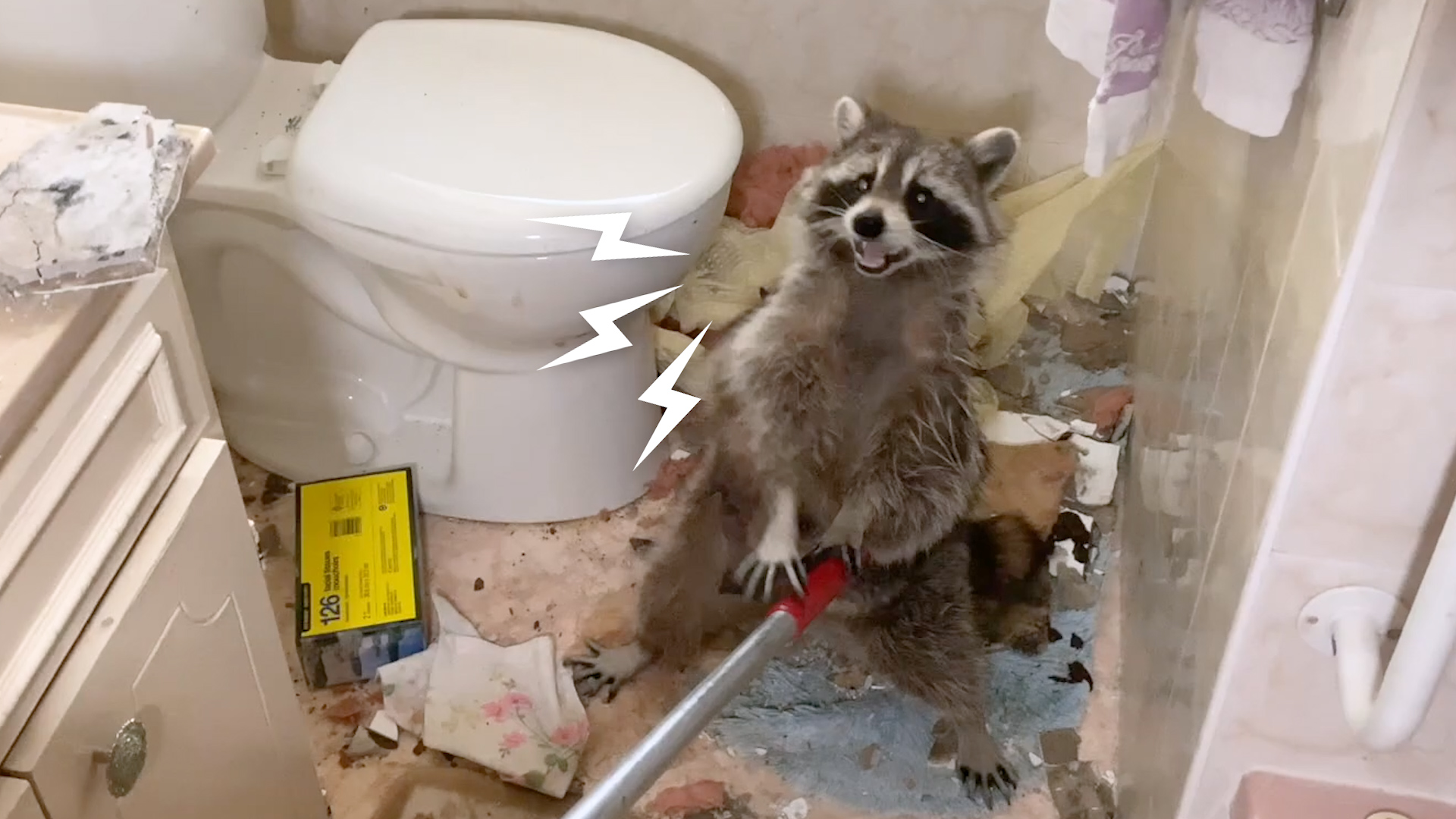 Mama Raccoon Crashes Through Bathroom Ceiling