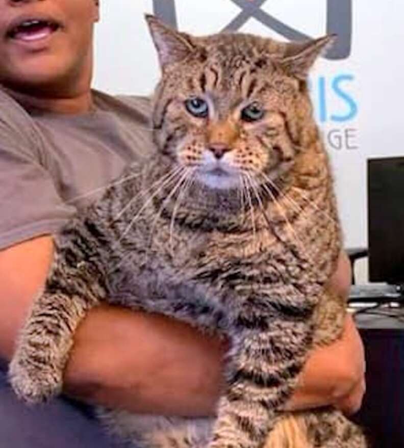 Animal Shelter Seeks Happy Home For Jumbo Sized Cat The Dodo