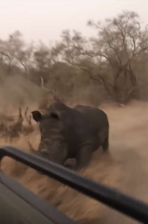 charging rhino