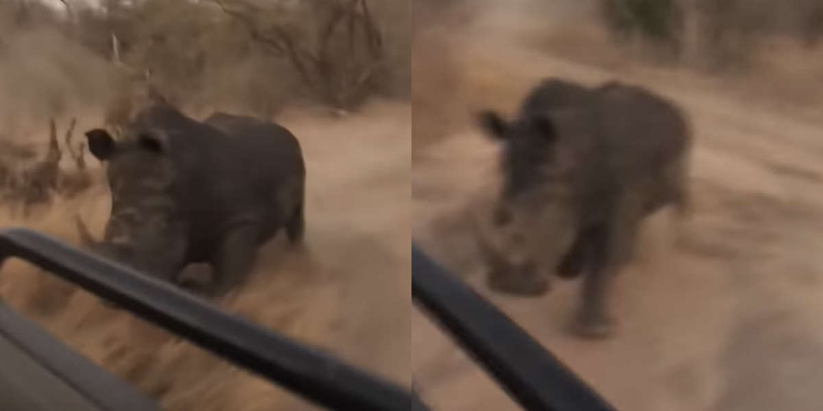 Wild Rhino Charges At Tourists Driving By The Dodo