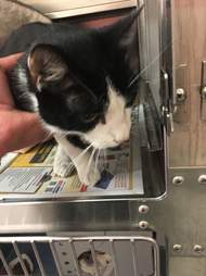 cat stuck on bridge