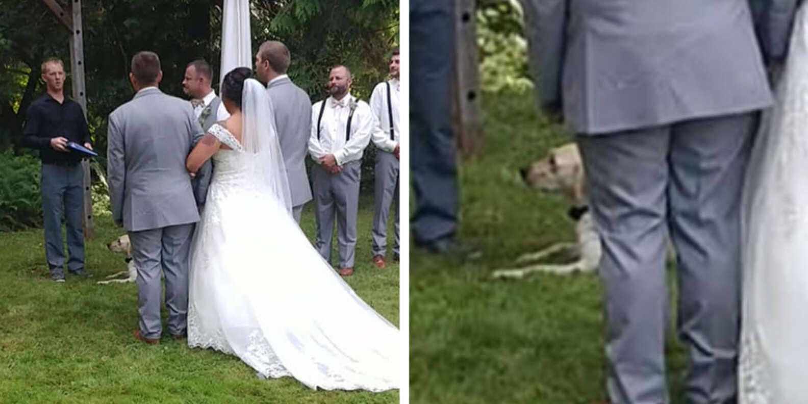 Dog Joins Her Parents For First Dance At Their Wedding - The Dodo