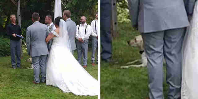 Dog Joins Her Parents For First Dance At Their Wedding The Dodo