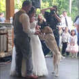Dog Unexpectedly Joins Parents For First Dance At Their Wedding