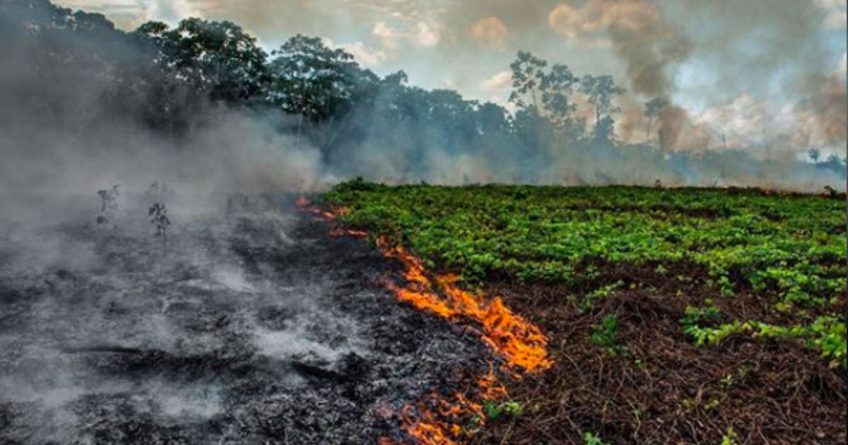 How To Help Animals Affected By The Amazon Wildfires - The Dodo