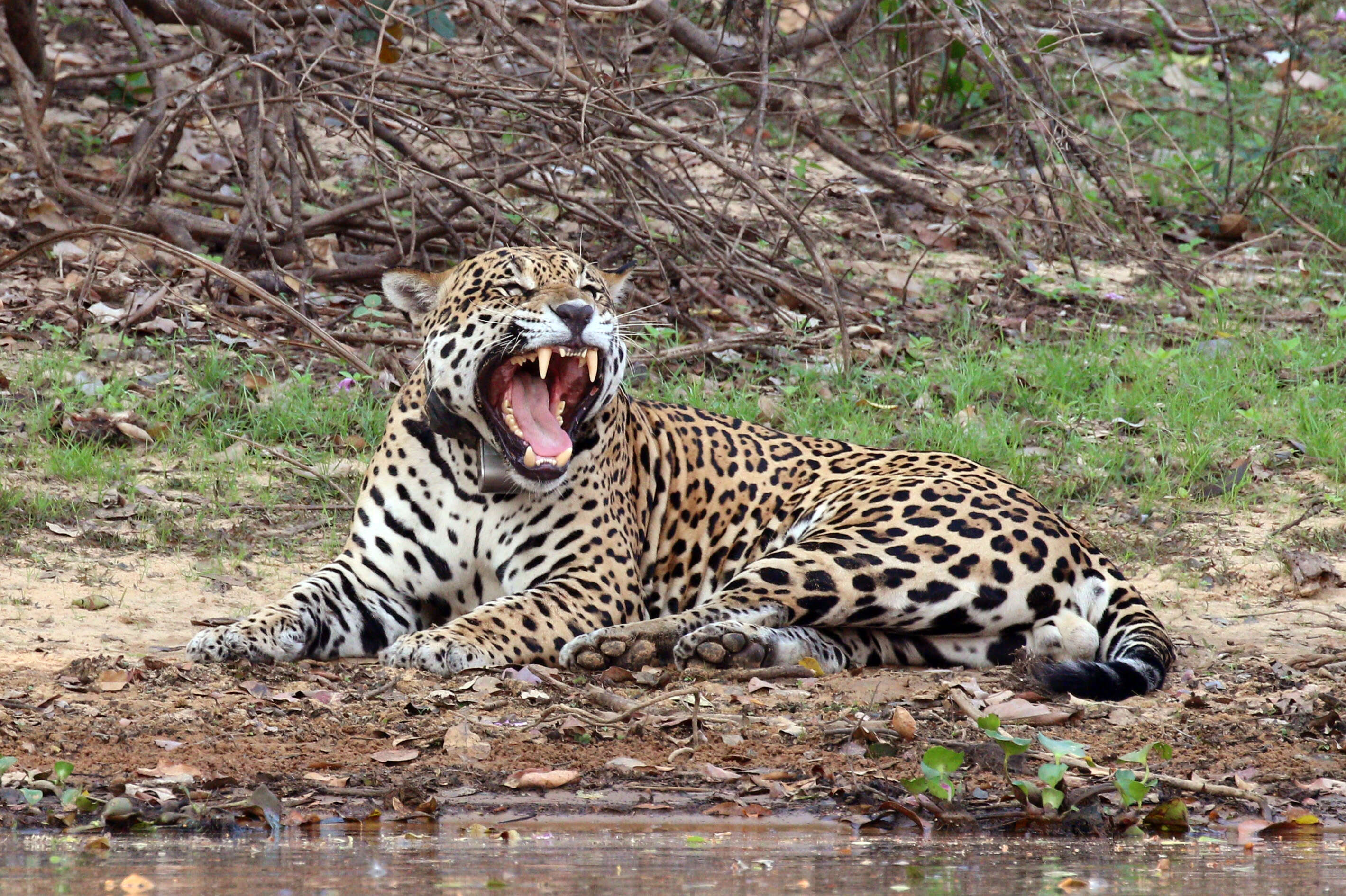 A jaguar in the Amazon rainforest