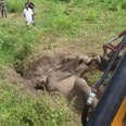 Baby Elephant Gets Stuck On His Back In The Mud