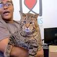 26 Pound 'Chonky' Cat Wins Internet Over, Receives Hundreds of Adoption Apps
