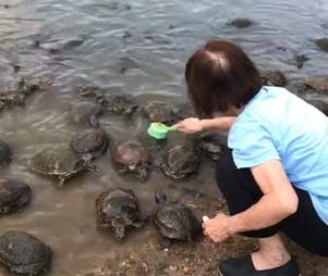 Turtles Line Up For A Scrub When They Notice Lady Has A Brush The Dodo
