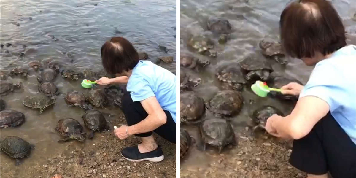Turtles Line Up For A Scrub When They Notice Lady Has A Brush - The Dodo