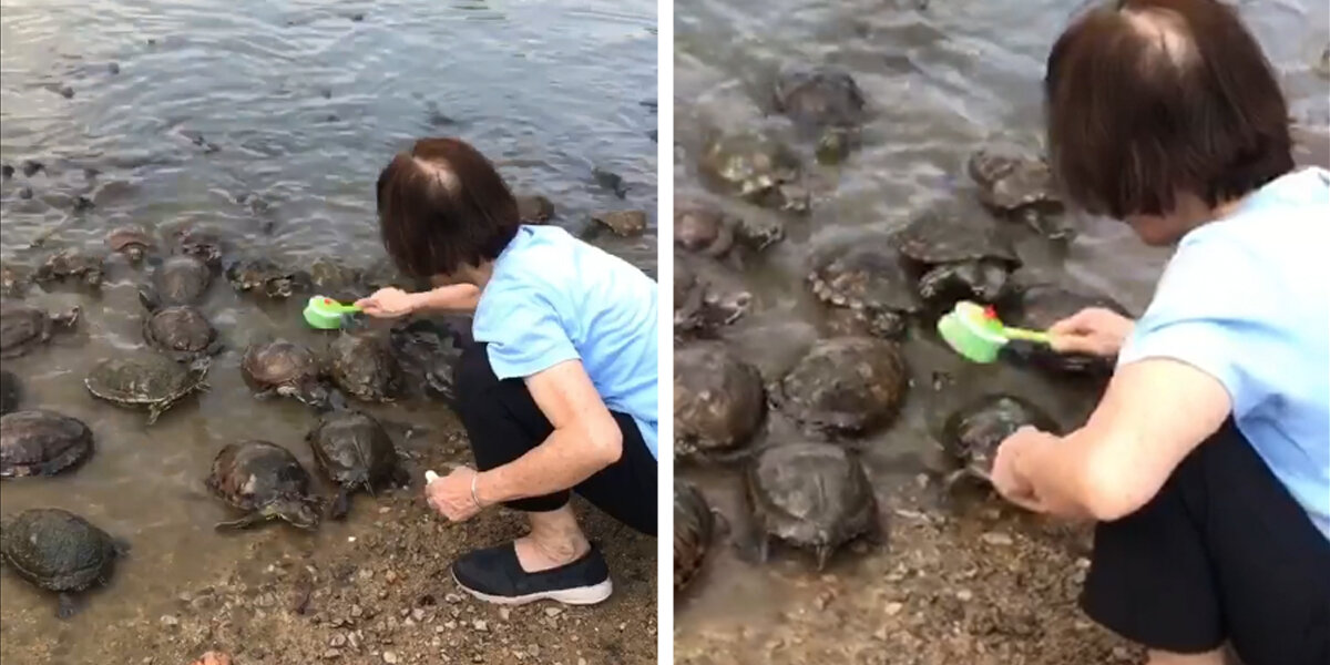 Turtles Line Up For A Scrub When They Notice Lady Has A Brush
