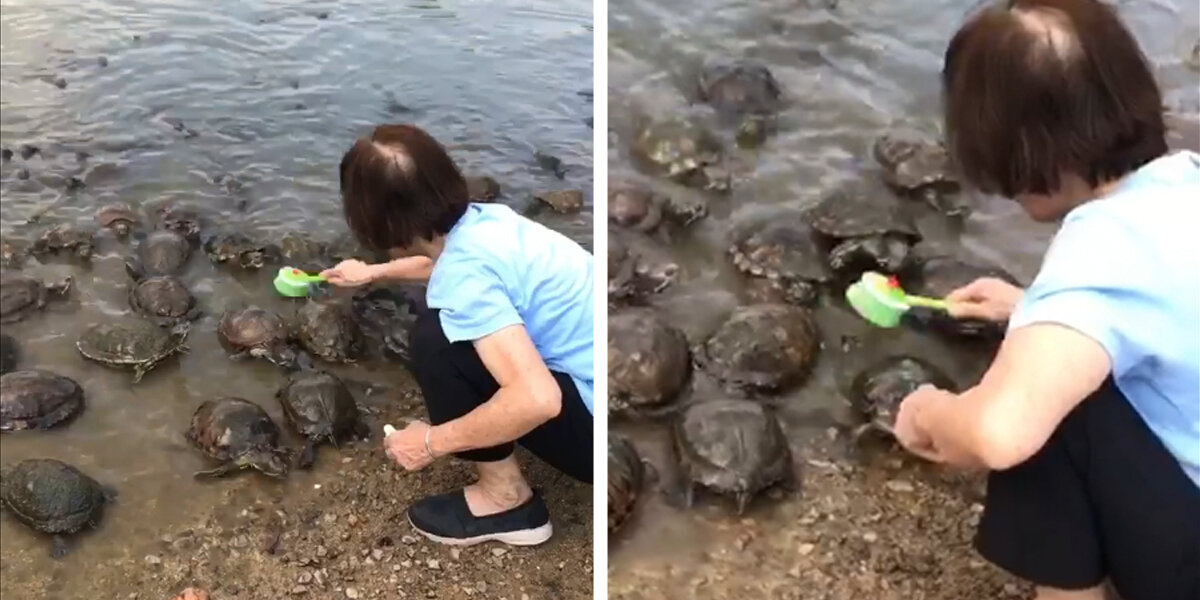 Turtles Brushing Turtles Line Up For A Scrub When They Notice Lady Has A Brush - The Dodo