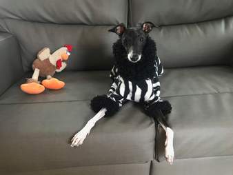 dog pajamas