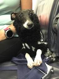 dog pajamas