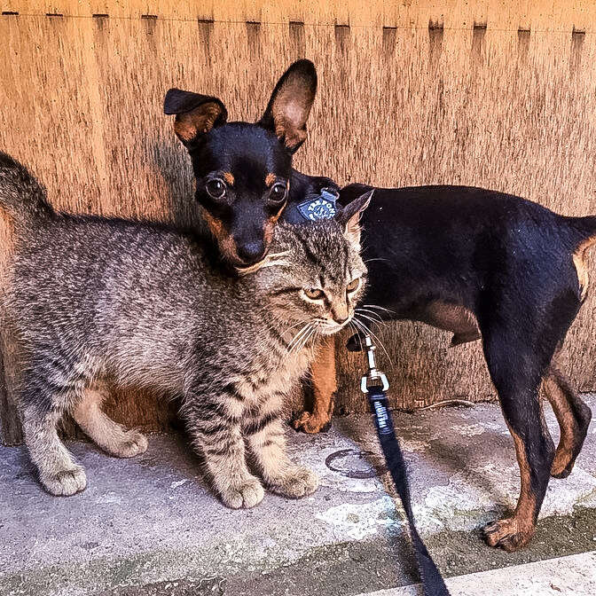 A stray kitten snuggles a puppy