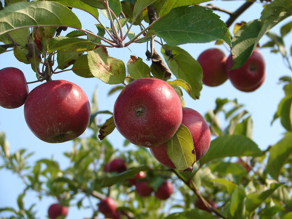 Best Apple Picking Near NYC: Apple Farms & Orchards to ...