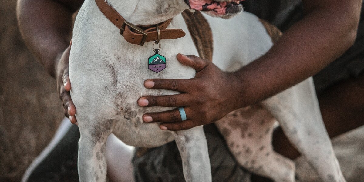 Qalo Dog Tag Review The Dodo