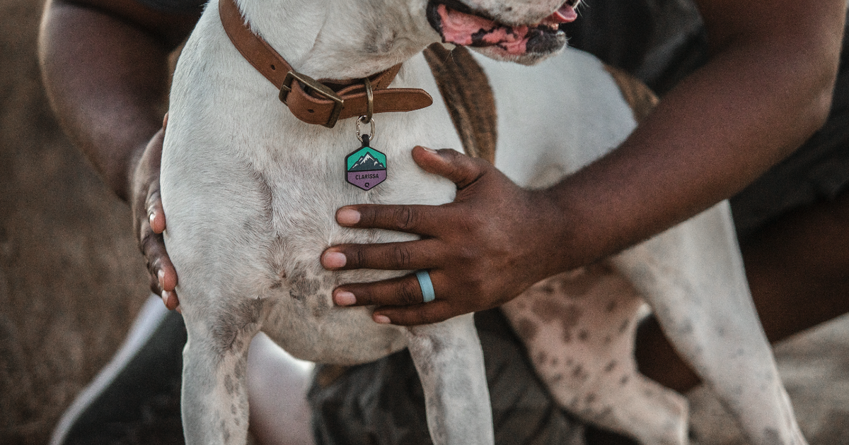 dotson golden retriever