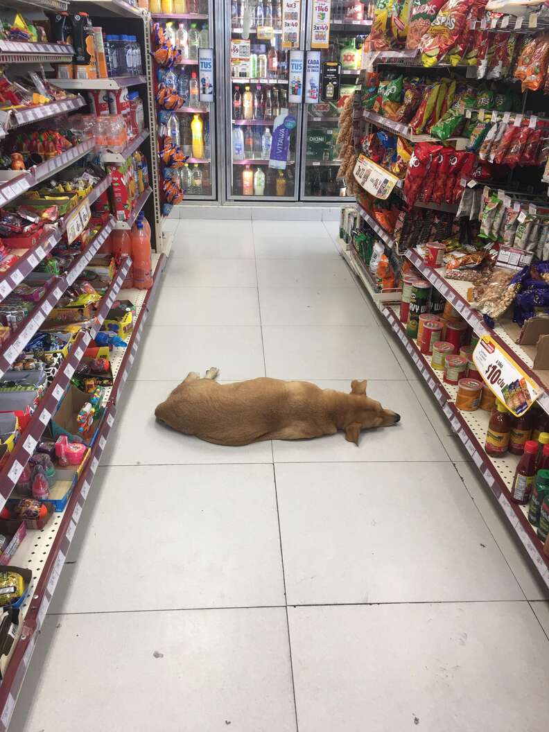 can you take a dog inside a grocery store