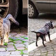 Stray Kitten Walks Up To Puppy To Ask Him For Help