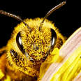 How Close Are We to Saving the Bees?